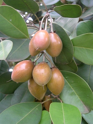 مانیکارا کائوکی - معرفی درختان میوه